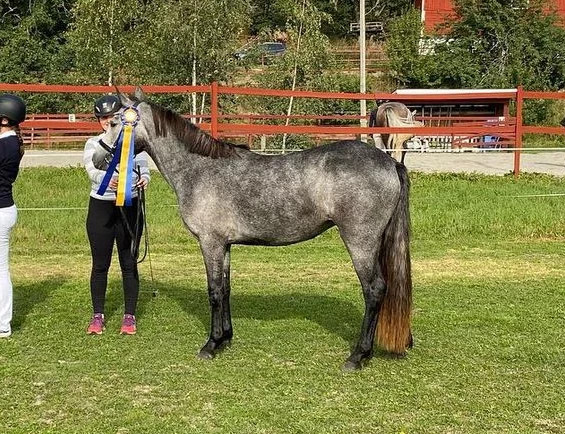 Miallo Gale reserv unghästchampion