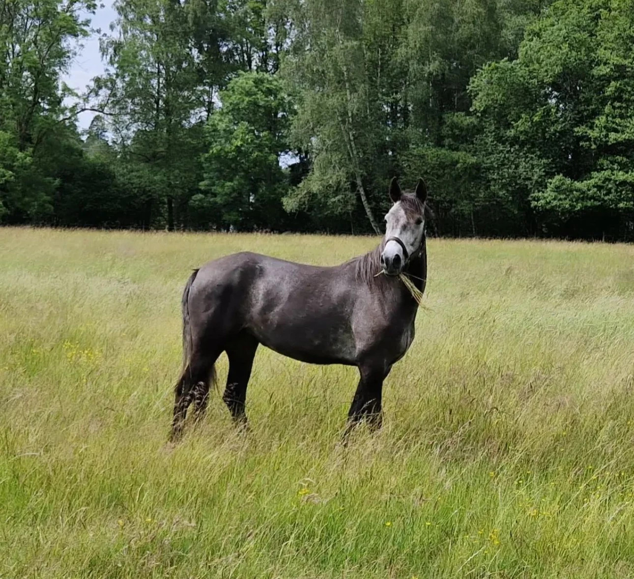 Miallo Celtic Lullaby